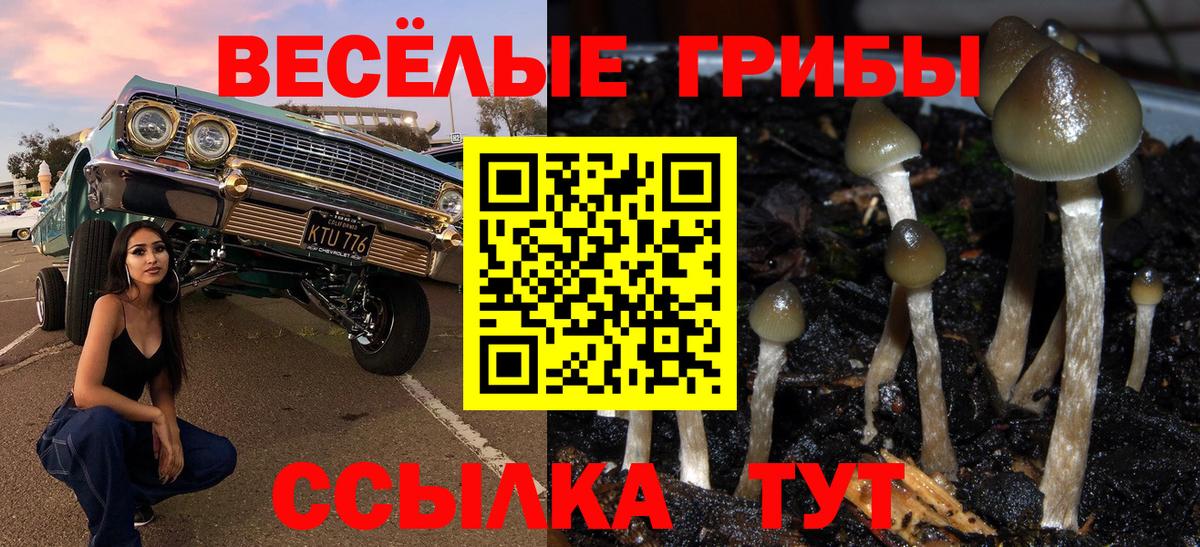 Псилоцибиновые грибы GOLDEN TEACHER  Вход с VPN  Псилоцибиновые грибы Psilocybine cubensis  купить   Коммунар 